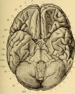 Cognitive and behavioural neurology