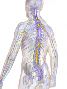 Disorders of the Spinal Cord and Motor Neurone Disease